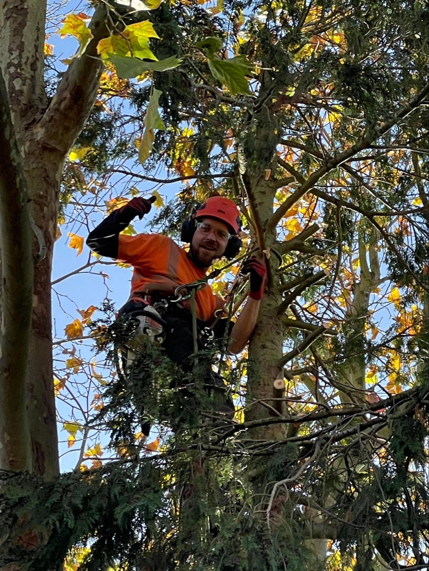 Hainault Tree Care Experts